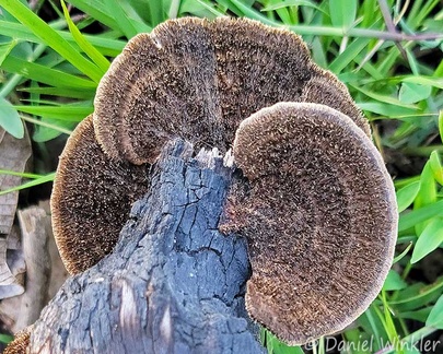 Hexagonia hydnoides with its impressive hairy caps seen in Montana, Casanare.