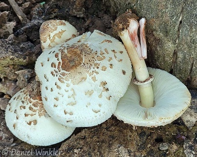 Chlorophyllum molybdites, the Green-spored shaggy parasol, also known as the "Vomiter" is best enjoyed visually as here seen in Mani.
