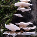 an oyster mushroom - Pleurotus sp. patch in Chivor forest