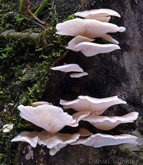 an oyster mushroom - Pleurotus sp. patch in Chivor forest