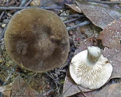 I wished I knew what this velvety brown capped agaric is! Lactarius comes to mind, but there was no latex and there are next to no ecto-mycorrhizals where we found it. Casanare, Colombia