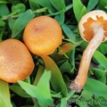 The bitter taste and rusty brown spores make this gorgeous mushroom likely a Gymnopilus species. Seen in Montana, Casanare, Colombia.