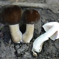 Agaric brown tomentose transect SanLuis Dw Ms.jpg
