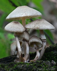 An intriguing cluster of caespitose Leucoagaricus (possibly L. americanus)seen in Montana, Casanare