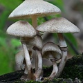 An intriguing cluster of caespitose Leucoagaricus (possibly L. americanus)seen in Montana, Casanare
