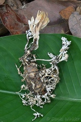 A dug out Polyocephalomyces, a Cordyceps relative, growing from a cicada it killed in San Luis de Palenque