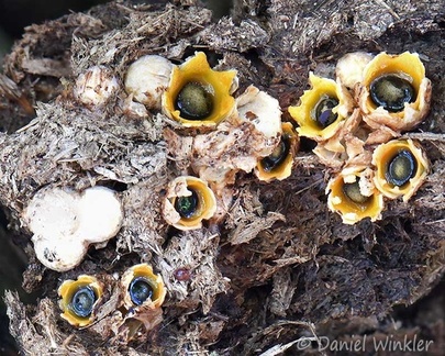 Phaerobolus stellatus Cannon fungus DW Ms