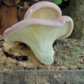 Purplish Agaric with cm scale. Maybe a Lentinus?