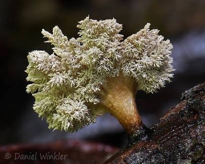 A tiny Xylaria flabelliformis, an anamorph, and such in the past also known as Xylocoremium flabelliforme, seen in Chivor