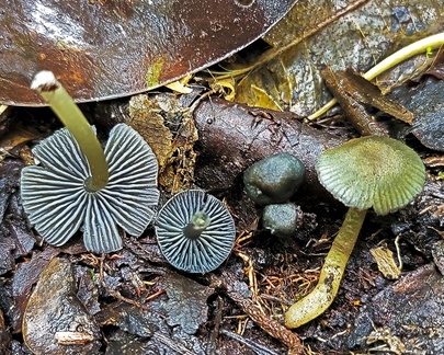 Gliophorus or Hygrocybe sp seen Chivor forest