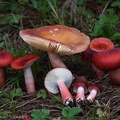 Russula rosacea (or not) growing in Sonam's yard