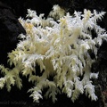 Hericium coralloides  Chari DW Ms