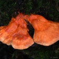 Laetiporus sp., the edible Sulfur Shelf or Chicken of the Woods, growing near Dochu La