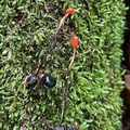 Ophiocordyceps australis Tatiana Cr ed Ms