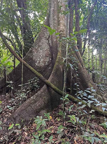 Big Amazonian tree Tatiana ed Ms.jpg