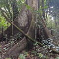 Big Amazonian tree Tatiana ed Ms.jpg