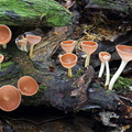 Cookeina colombiana Cerro Azul DW Ms