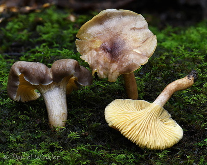 Cantharellus pale 3 Chicaque DW Ms