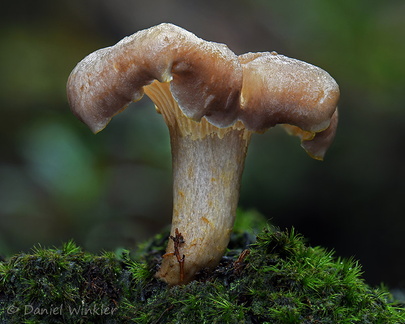Cantharellus 1 Chicaque DW Ms