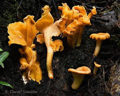 Cantharellus lateritius 6 Chicaque DW Ms