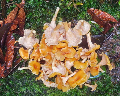 Cantharellus lateritus var colomnianus collection Chicaque Cp DW Ms