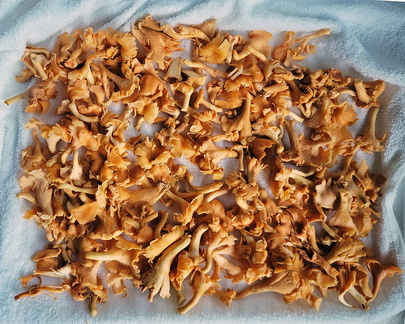 Cantharellus lateritus var colomnianus washed Chicaque Cp ed M