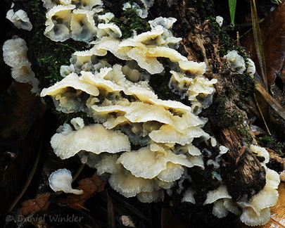 Jelly polypore Chicaque DW Ms