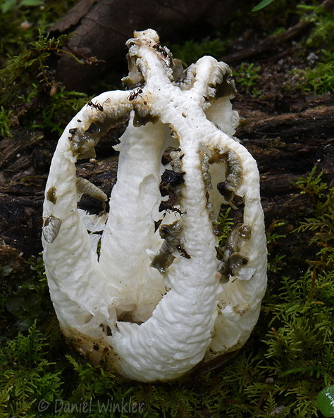 Blumenavia angolensis SanAgustin DW Ms.jpg