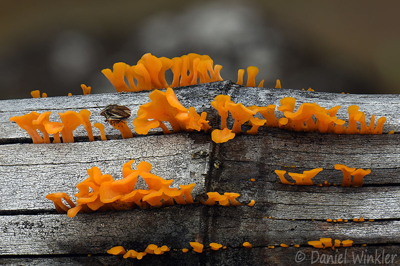 Dacrymyces spathularia SanAgustin DW Ms.jpg