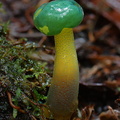 Leotia viscosa encountered Mushroaming in the Andean oak forest of Reserva El Cedro, Huila, 2100m / 6400 ft altitude.