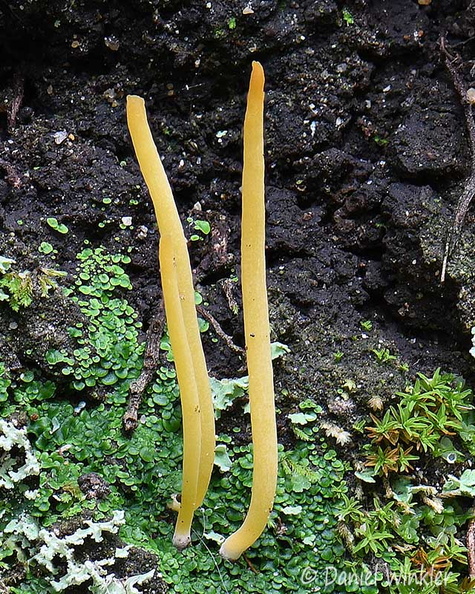 Lepidostroma winklerianum 3 SanAgustin 2440-6 DW Ms.jpg