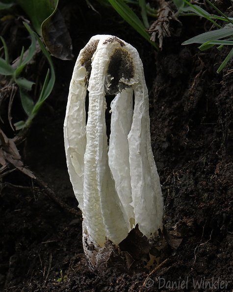 Ligiella rodrigueziana SanAgustin DW Ms.jpg