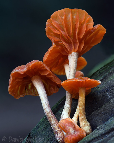 Moniliophtera 4 Puerto Asis DW Ms.jpg