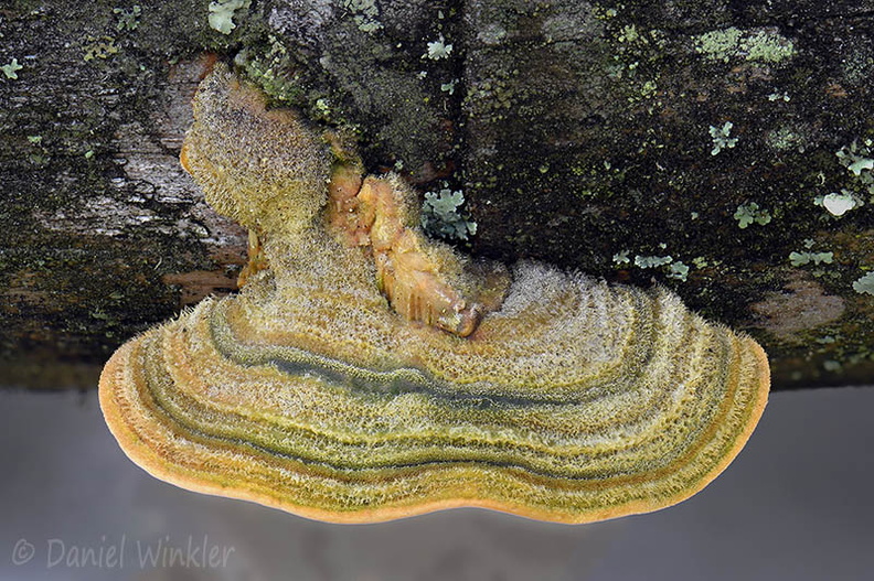 Trametes green SanAgustin DW Ms.jpg