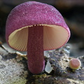 Tricholomopsis Pitalito DW Ms