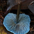 Entoloma azureoviride gills Villagrazon DW Ms
