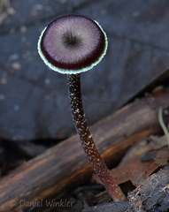 Hygrocybe prieta cap PuertoAsis DW Ms
