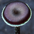 Hygrocybe prieta cap DW Ms
