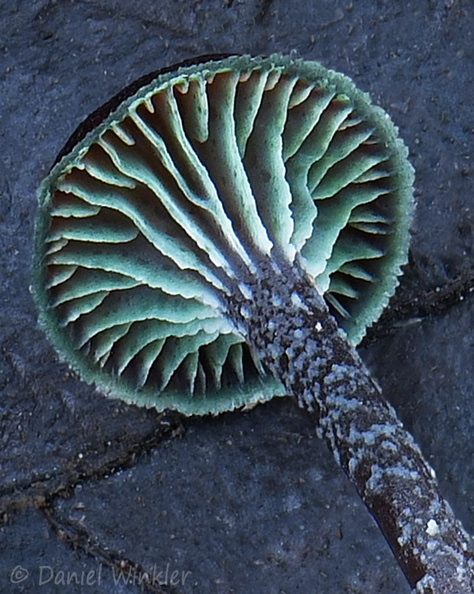 Hygrocybe prieta gills Detail HB6588-607 DW Ms.jpg