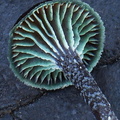 Hygrocybe prieta gills Detail HB6588-607 DW Ms