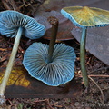 Entoloma azureoviride Disp Villagarzon DW Ms