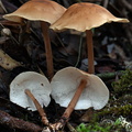 Gymnopus af confluens LagunaCocha DW Ms