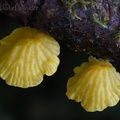Campanella cap MonteLoro DW Ms