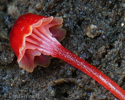 Hygrocybe cantherellus gills Villagarzon DW Ms