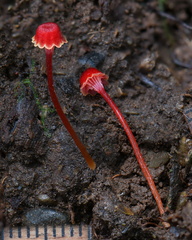Hygrocybe cantherellus with scale showing 1cm/10 mm seen in Portal del Sol, near Villagarzon, Putumayo