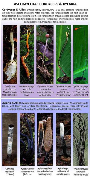 Amazon Cordy Xylaria Winkler Evans 2014 M Net1.jpg