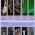 Amazon Cordy Xylaria Winkler Evans 2014 M Net1
