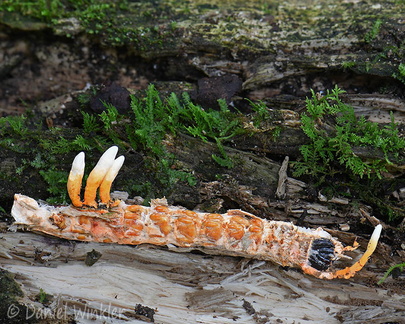 Nigelia martialis SanAgustin DW Ms