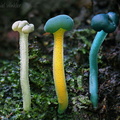 Leotia 3 species?  in a forest near Pitalito, Colombia of big Trigonobalanus excelsa trees
