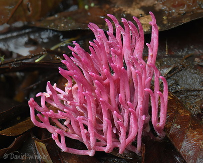 Clavaria zollingeri Portal del Sol DW Ms